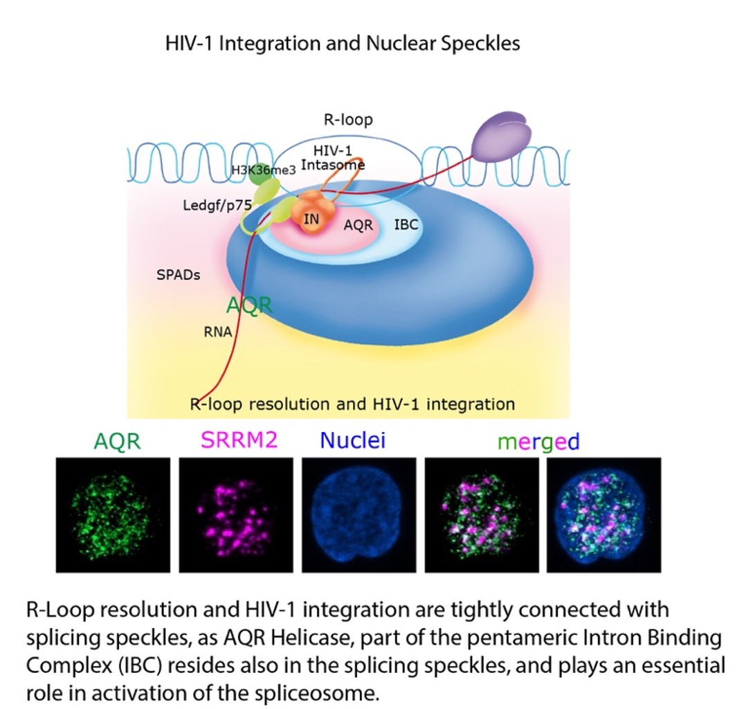 lusic figure 3