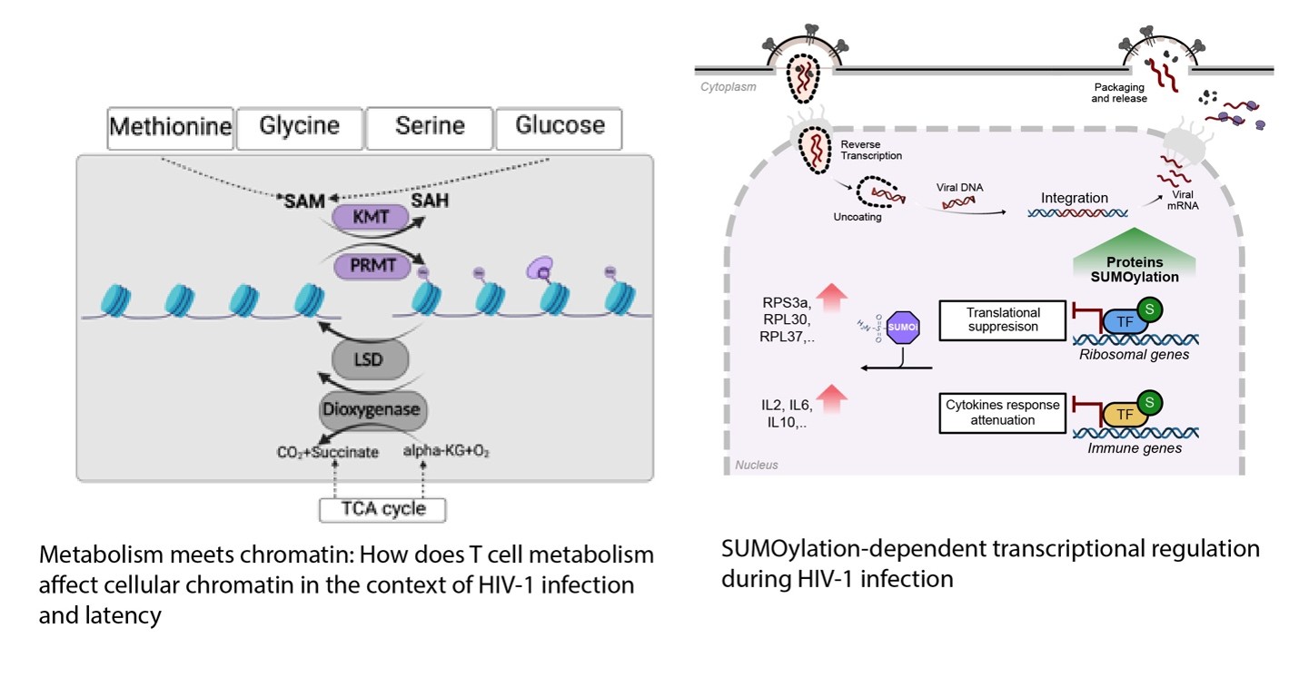 lusic figure 4